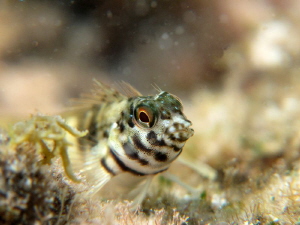 saddled blenny ... apnea shoot by Durand Gerald 